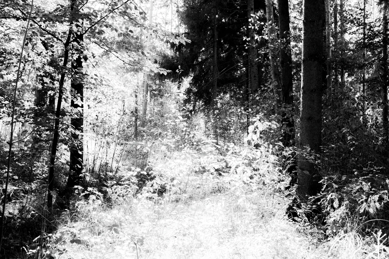 Wald in Gunskirchen